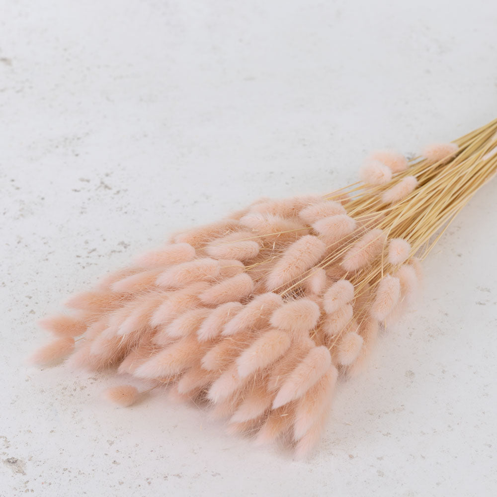 Thin straw style stems with fluffy light pink flame shaped flower heads