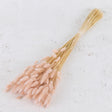 Thin straw style stems with fluffy light pink flame shaped flower heads