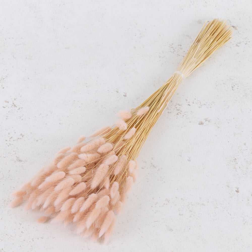 Thin straw style stems with fluffy light pink flame shaped flower heads