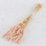 Thin straw style stems with fluffy light pink flame shaped flower heads