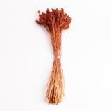 Lagurus ovatus, (Bunny Tails), Dried, Rusty, 100g