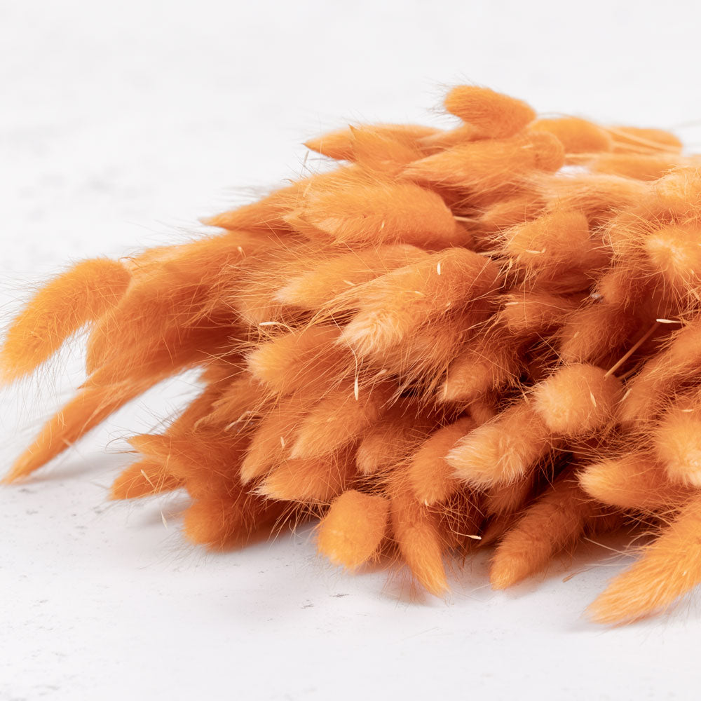 Lagurus ovatus (Bunny Tails) Terracotta, 100g