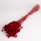 Lagurus ovatus, (Bunny Tails), Dried, Burgundy, 100g