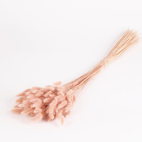 A bunch of Dried Lagurus, Bunny Tails, colour is called Buff.  Image shows a full bunch.