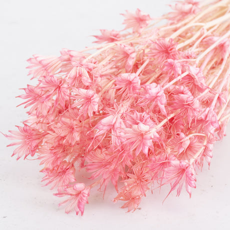 Nigella orientalis, Pink, 100g Bunch