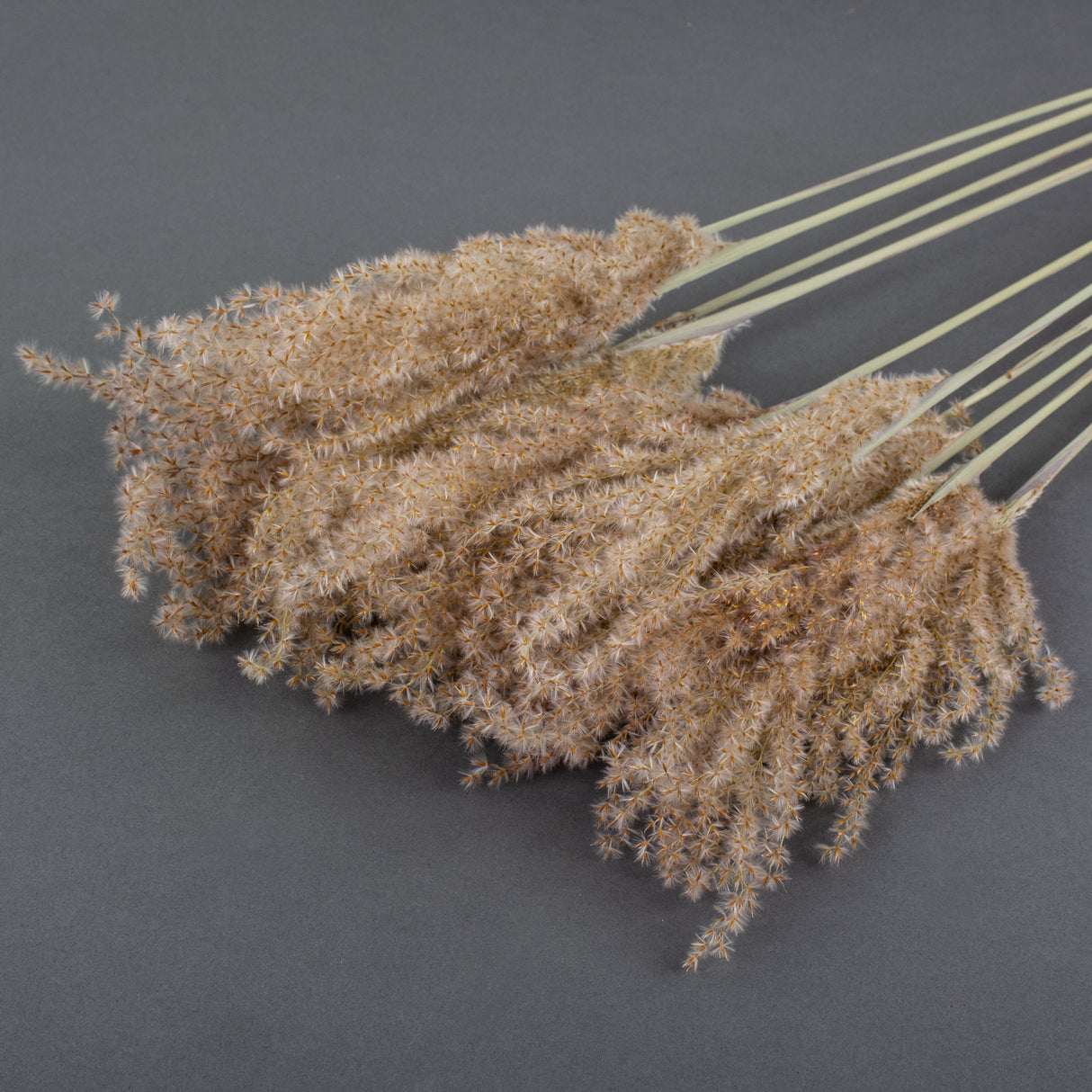 A bunch of fluffy reed grass heads coloured light brown