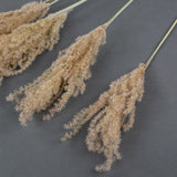 A bunch of fluffy reed grass heads coloured light brown 