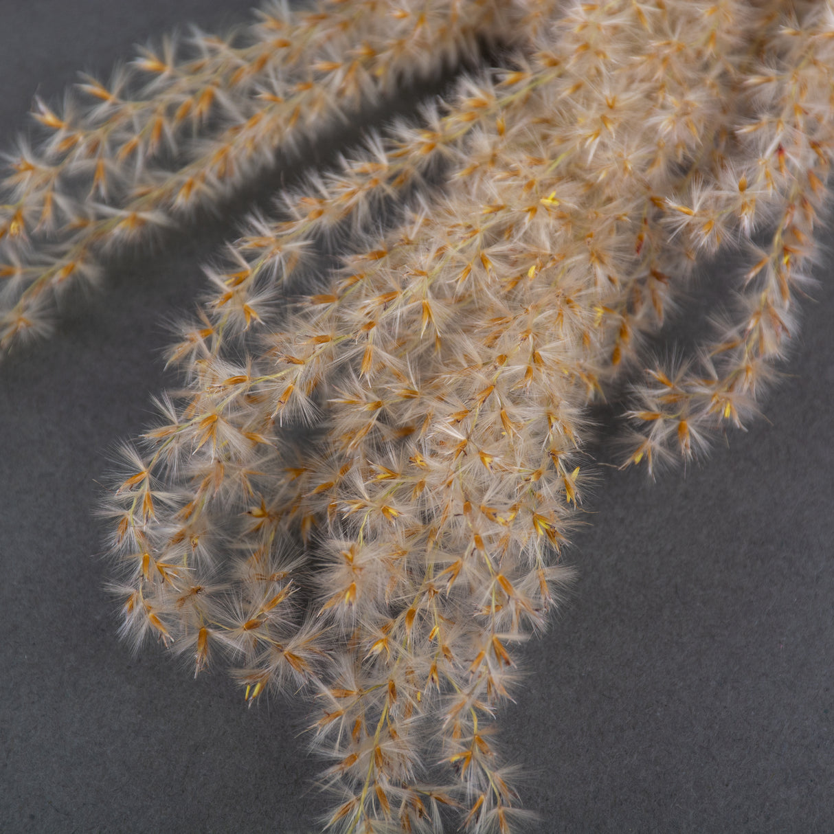 A close up of the seed heads that come on a bunch of reed grass. They are light brown, fluffy and clustered together to make a long head