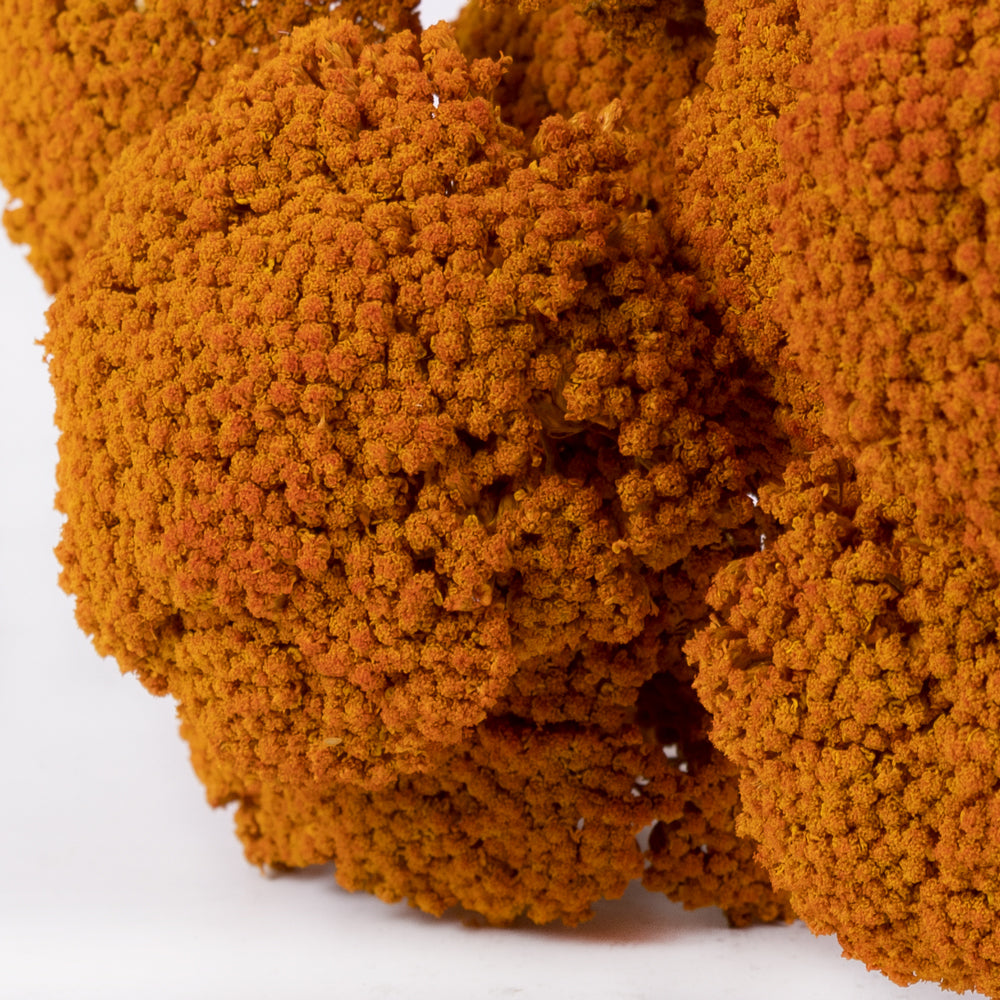 A close up of large cloud like burnt orange colour flower heads