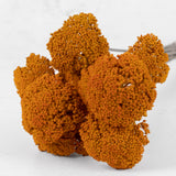 A close up of large cloud like burnt orange colour flower heads