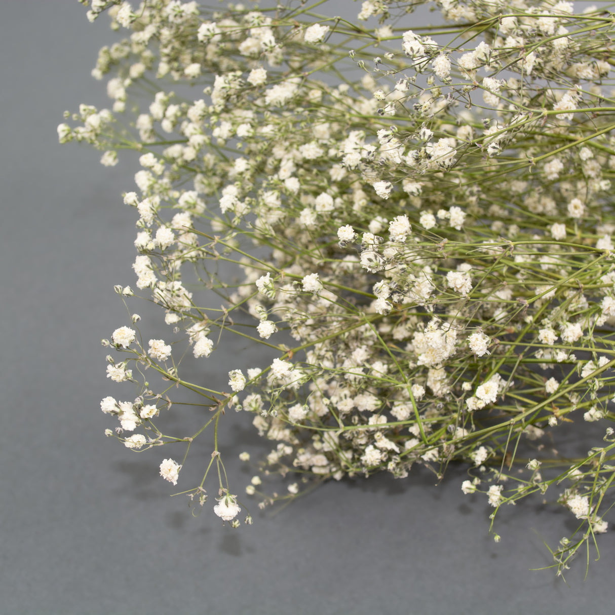 Delicate small white Gypsophila flower heads