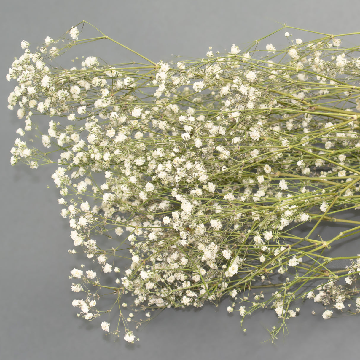 Delicate small white Gypsophila flower heads