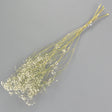 A bunch of preserved white gypsophila stems, long green stems, delicate white flowers