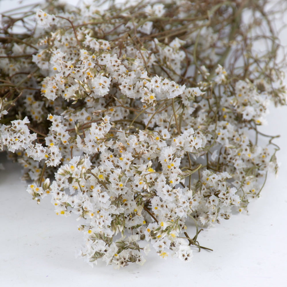 Delicate white flowers some with yellow centres