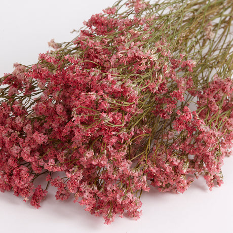 Limonium, Dried, Natural Coral Pink, 70cm