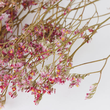 Limonium, Dried, Natural Pink, 60cm