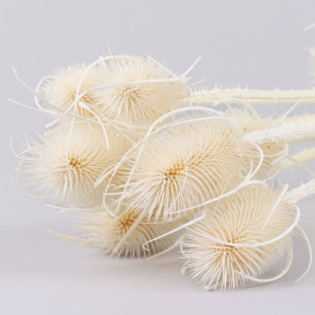 Chardon Thistle, Bleached White