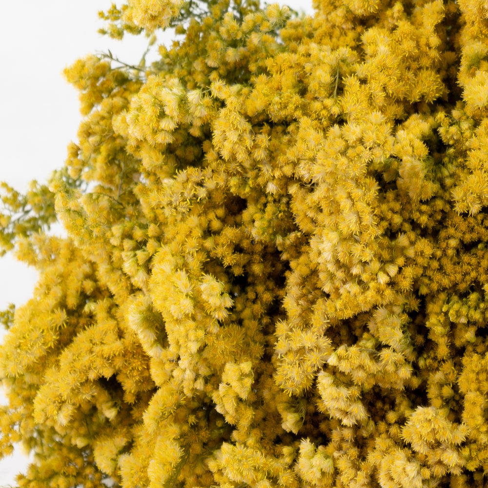 Bushy yellow flowers on long green stems covered in leaves