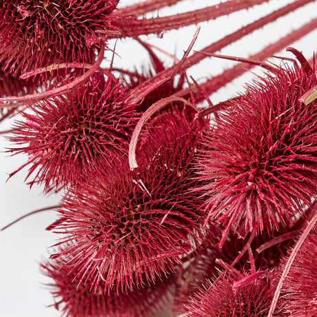 Marshy Thistle, Dried, Metallic Red