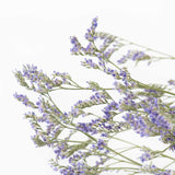 A close up of delicate small purple flowers on twig like branches