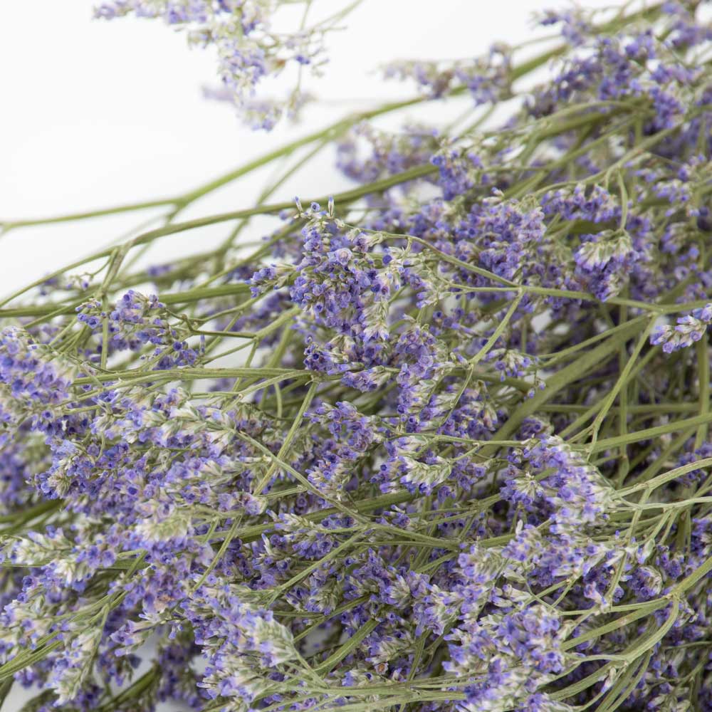 A bunch of Limonium, small light purple coloured flowers on wild twig like branches