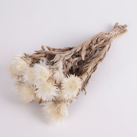 Image shows a bunch of dried Helichrysum Vestitum Flowers.  With White Flower heads and silvery grey stems.