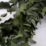 Eucalyptus Stuartiana leaves in a deep green colour. Leaves of varying sizes