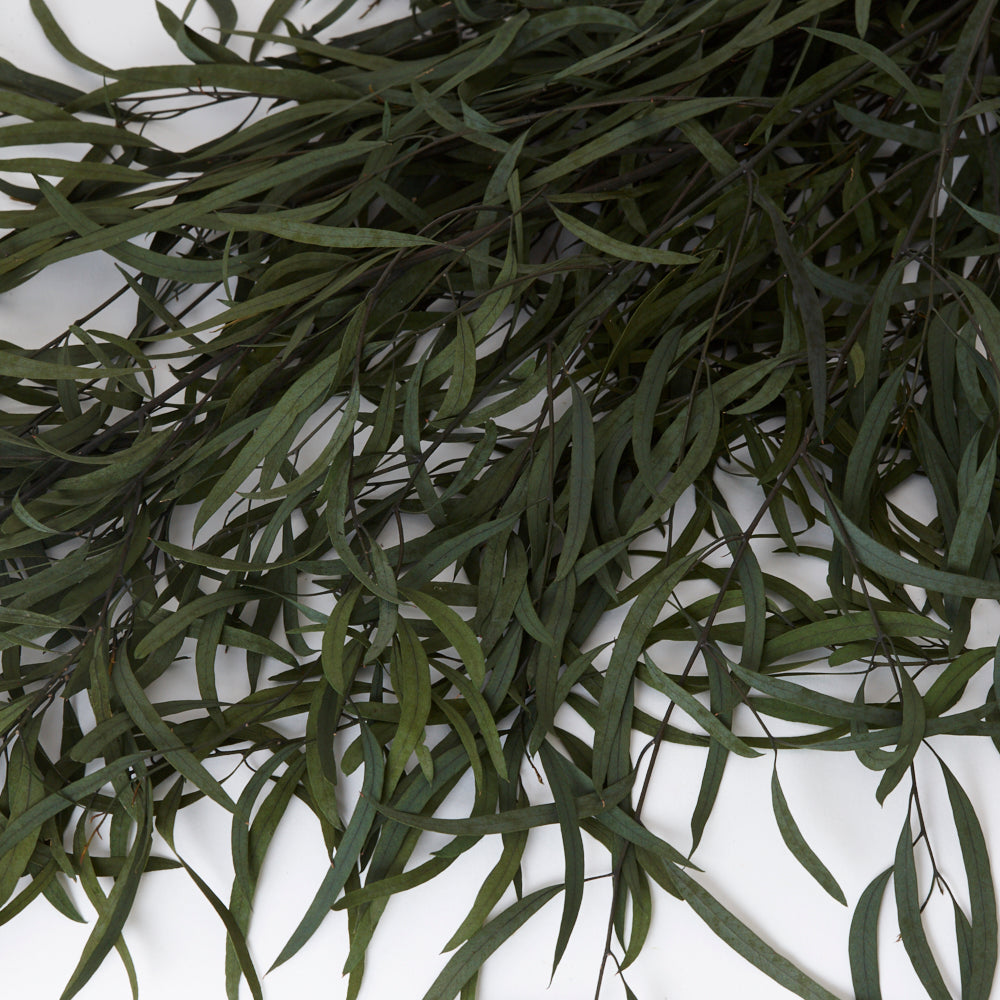 Eucalyptus Nicolii, Preserved, Green, 75cm