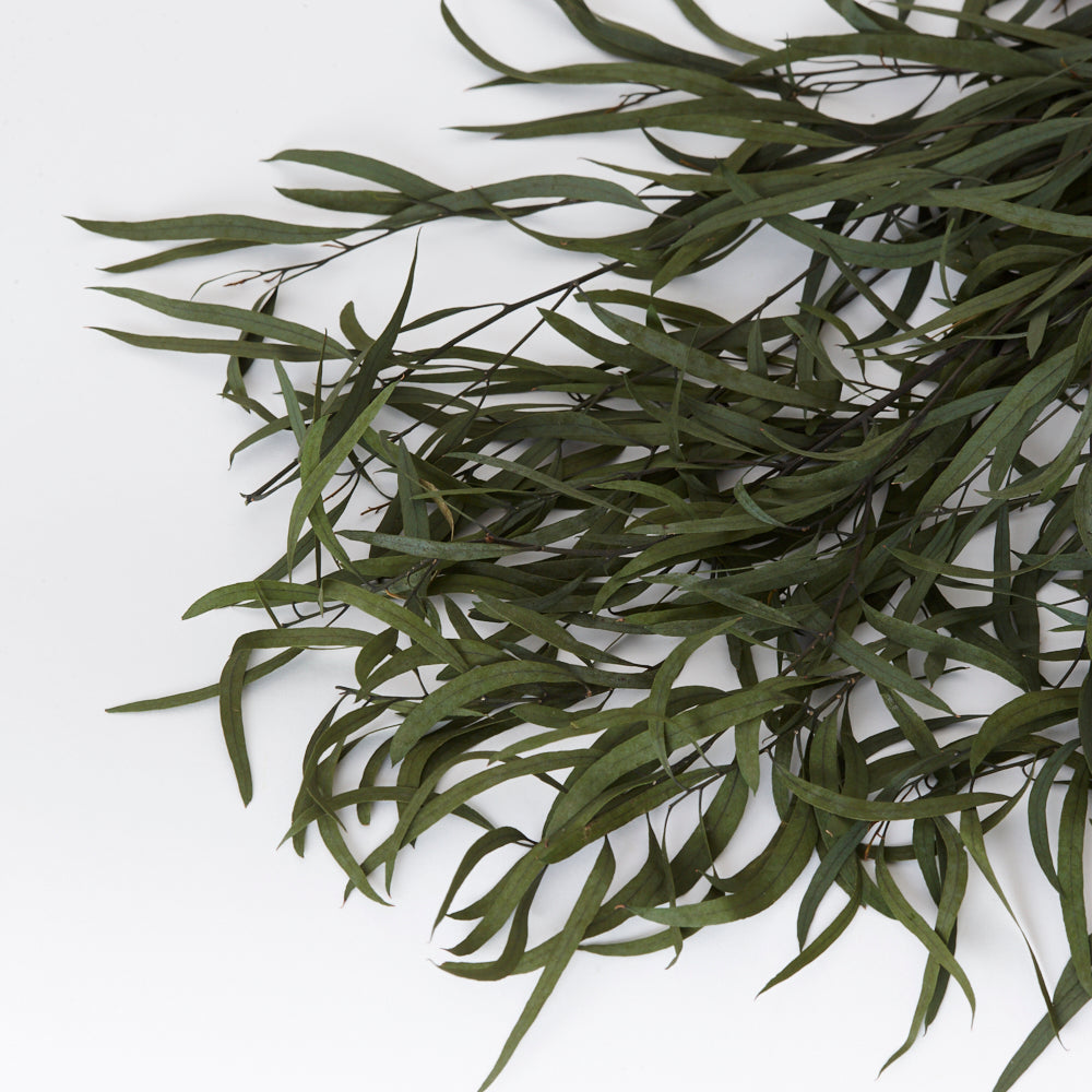 Eucalyptus Nicolii, Preserved, Green, 75cm