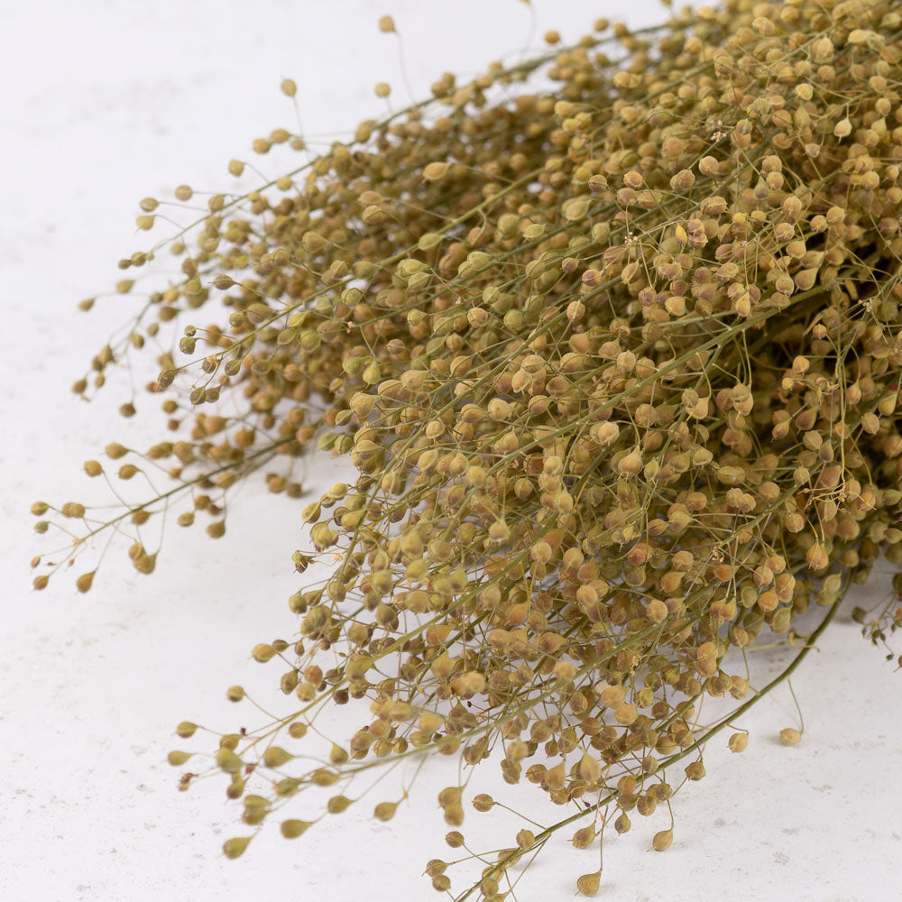 A close up of the seed heads on a bunch of Lepidium in a natural green colour