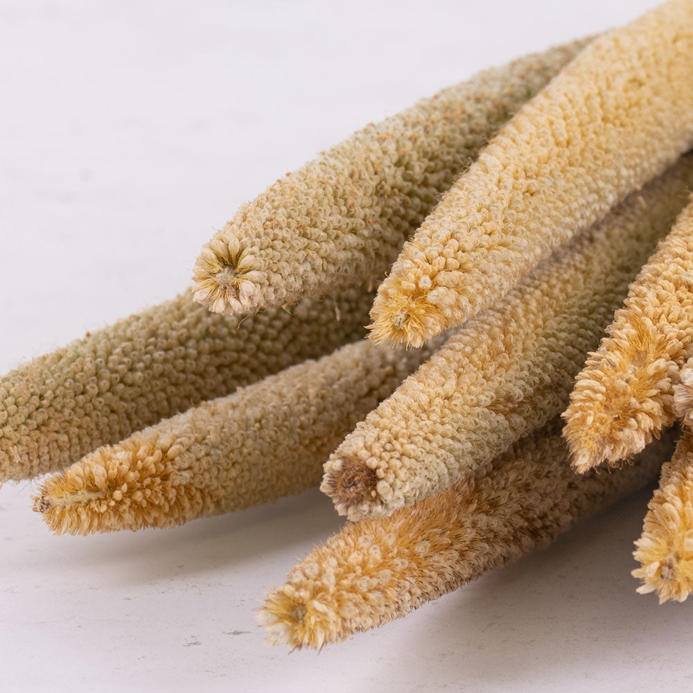 Long finger like seed covered flower heads in a light natural colour