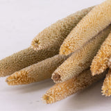 Long finger like seed covered flower heads in a light natural colour