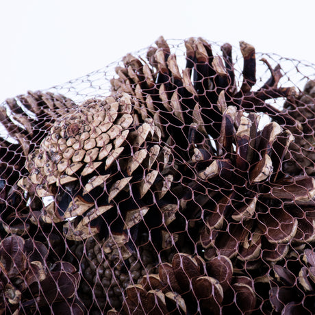 This image shows a net containing pine cones, set against a white background