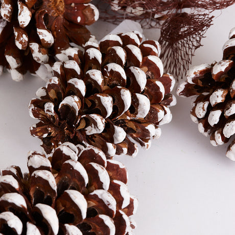 Pinea Cones, Natural with White Painted Tips, Net x 12 Cones