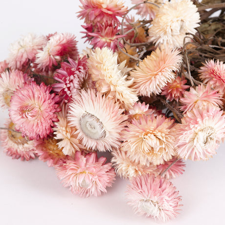 A close up image showing the varying shades of pink in Helichrysum bunch, natural pink.