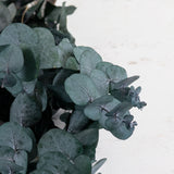 Stems of deep green rounded leaves with a dark stem