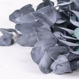 A close up of dark green/grey Eucalyptus leaves