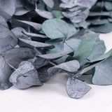 A close up of dark green/grey Eucalyptus leaves