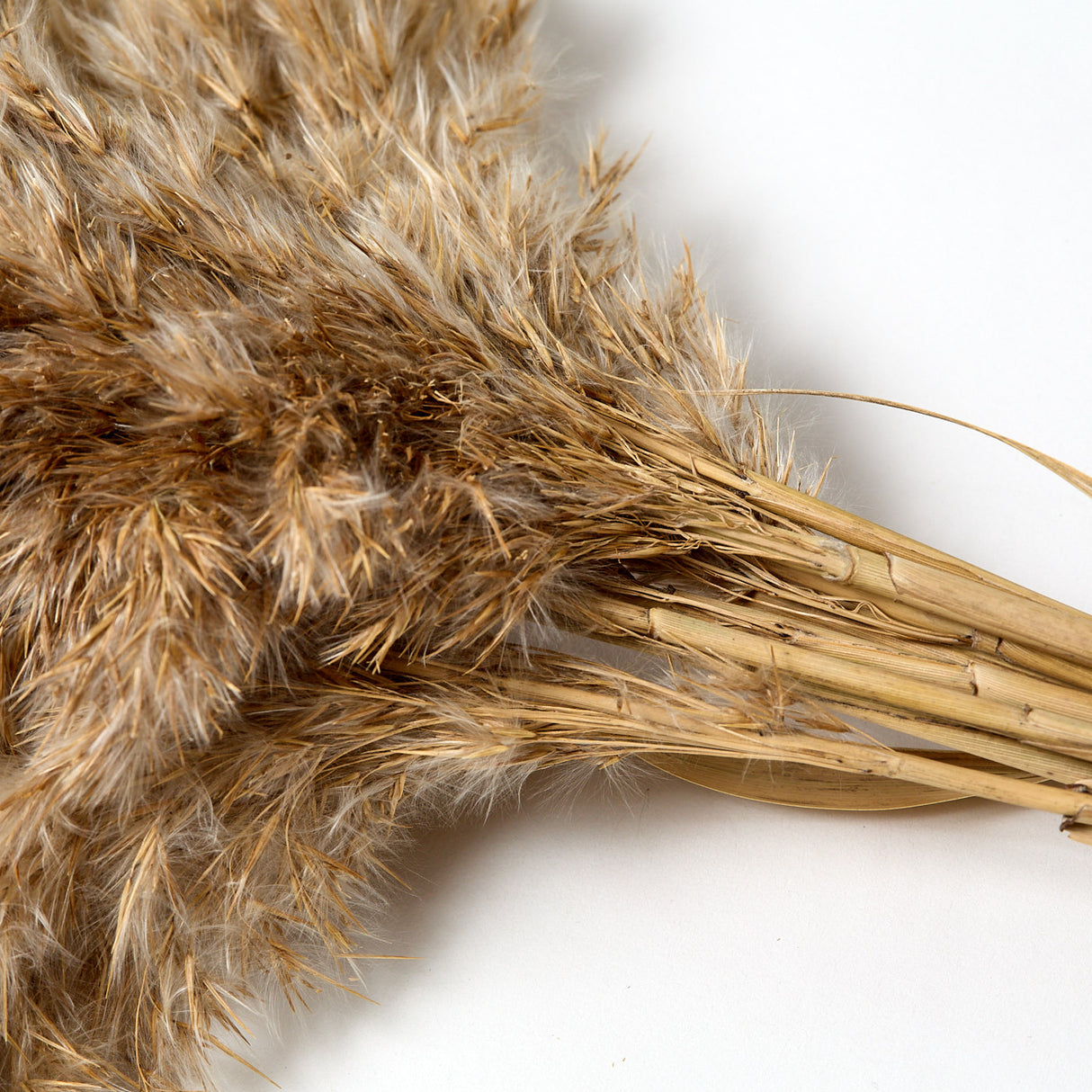 Reed Plume, Wild, Dried, Natural, x 10 Stems