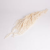 Amaranthus caudatus, Bleached White, 150g