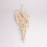 Amaranthus caudatus, Bleached White, 150g