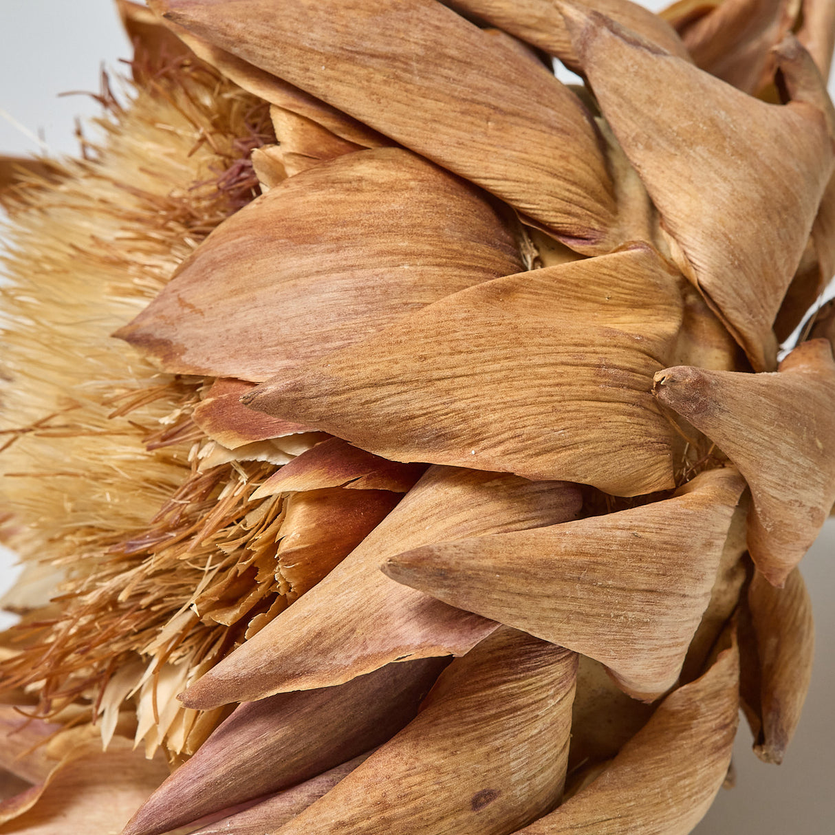 Artichokes, Medium 8-10cm, Natural, Per Stem