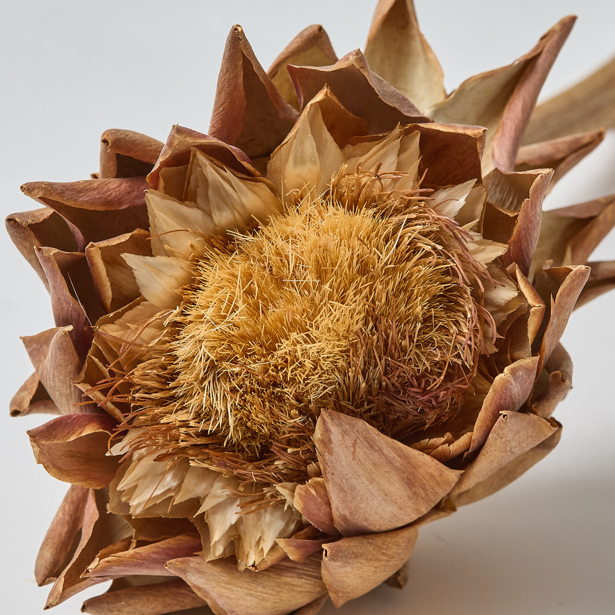 Artichokes, Medium 8-10cm, Natural, Per Stem