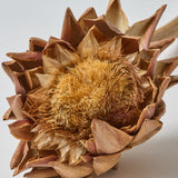 Artichokes, Medium 8-10cm, Natural, Per Stem