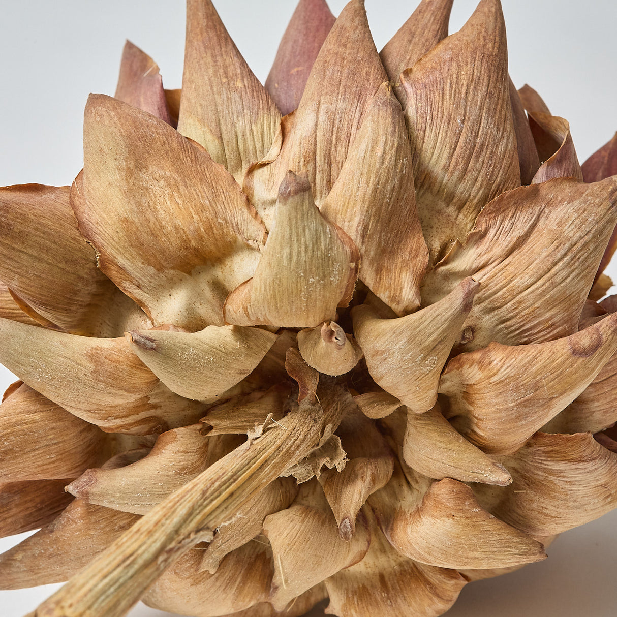 Artichokes, Medium 8-10cm, Natural, Per Stem