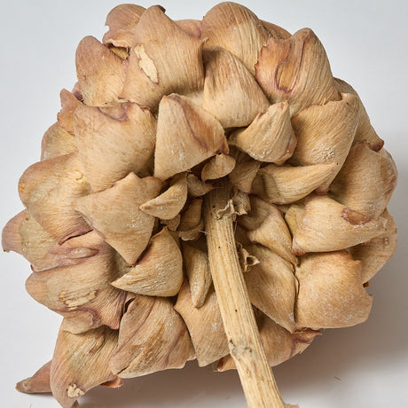 Artichokes, Large 12-18cm, Dried, Natural, Per Stem