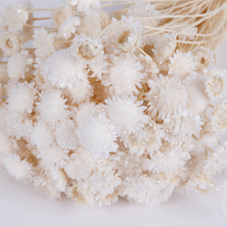 Image shows a close up of the Glixia White Flowers