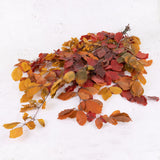 Copper Beech, (Fagus), Preserved, Autumn, 150g