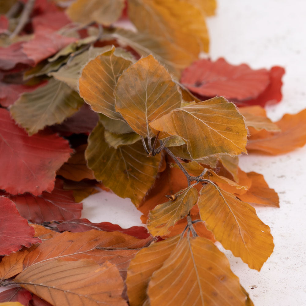 Copper Beech, (Fagus), Preserved, Autumn, 150g