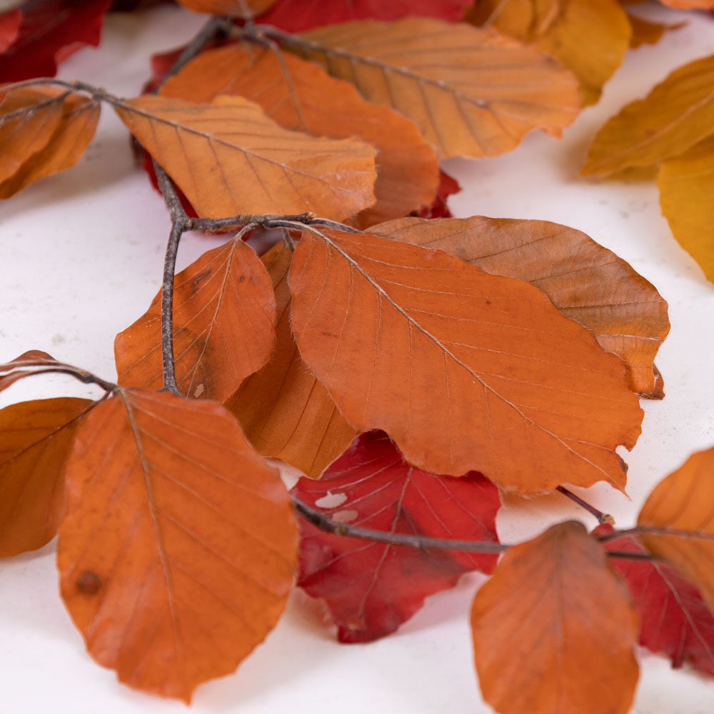 Copper Beech, (Fagus), Preserved, Autumn, 150g